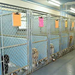 Harrisburg Pike Animal Hospital, LLC - Lancaster, PA Harrisburg Pike Animal Hospital, LLC - Lancaster, PA